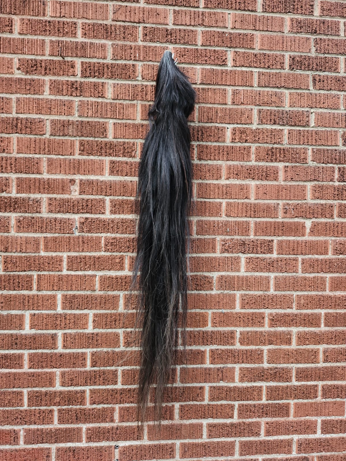 Long black horse tail taxidermy