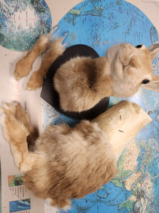 Rabbit taxidermy