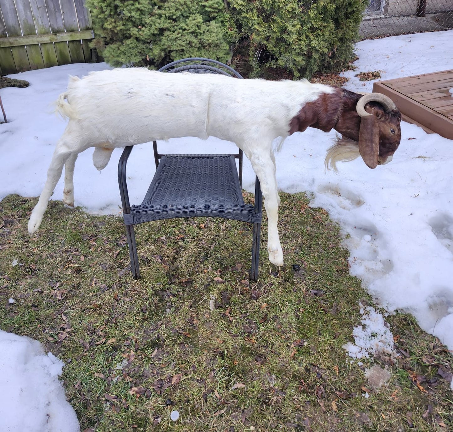 Soft mount very large goat taxidermy