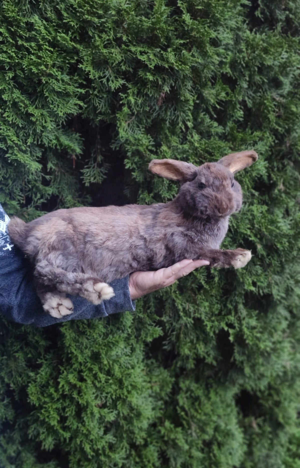 Fully Posable soft mount XXL rabbit taxidermy