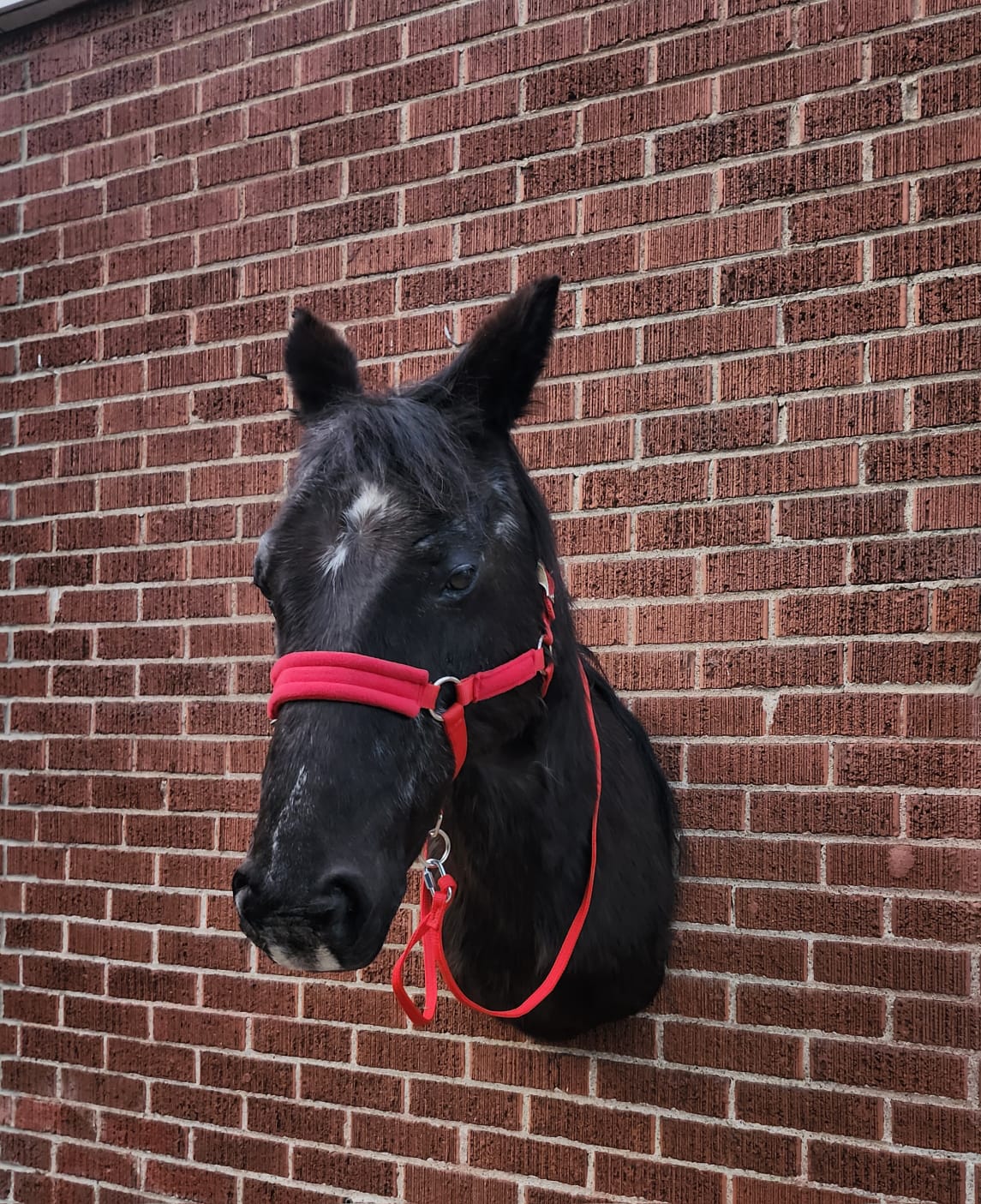 Shoulder mount horse taxidermy
