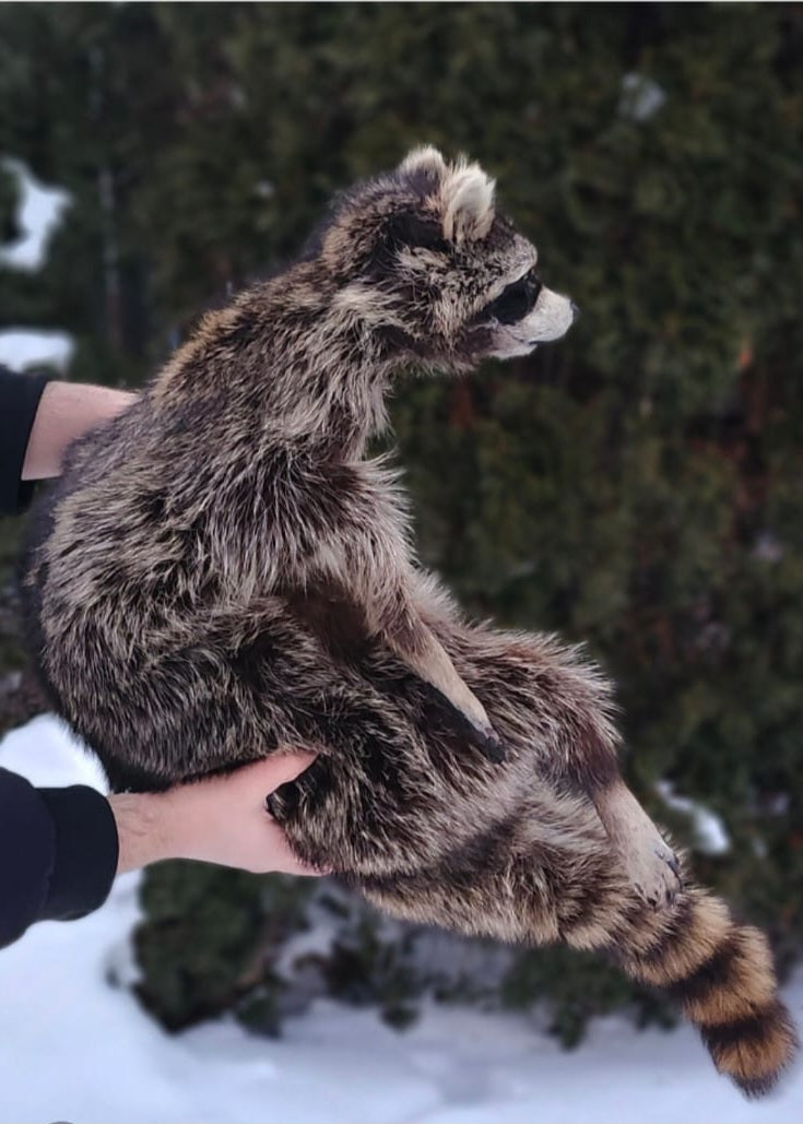 XXL soft mount raccoon taxidermy