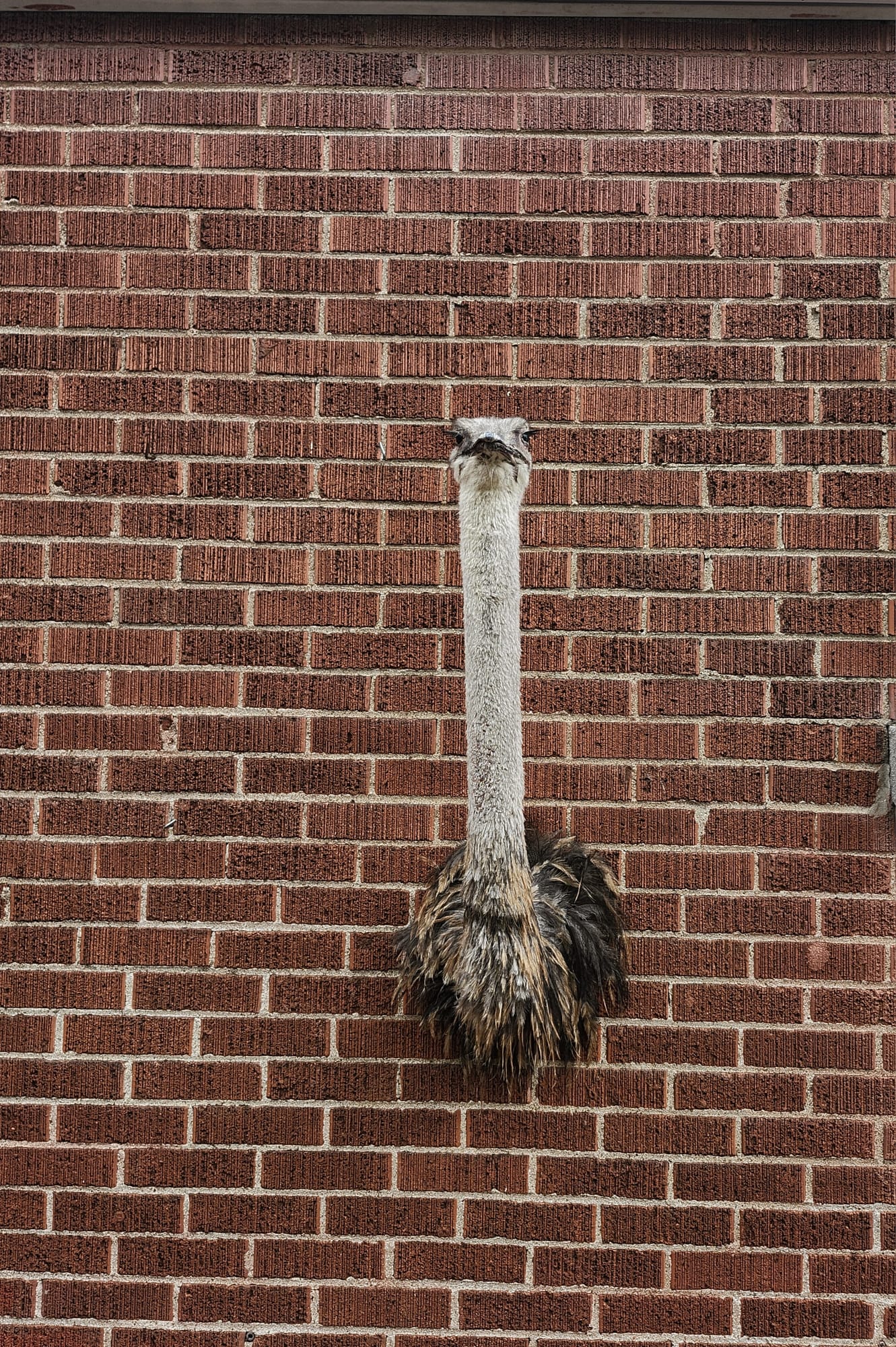 Ostrich taxidermy