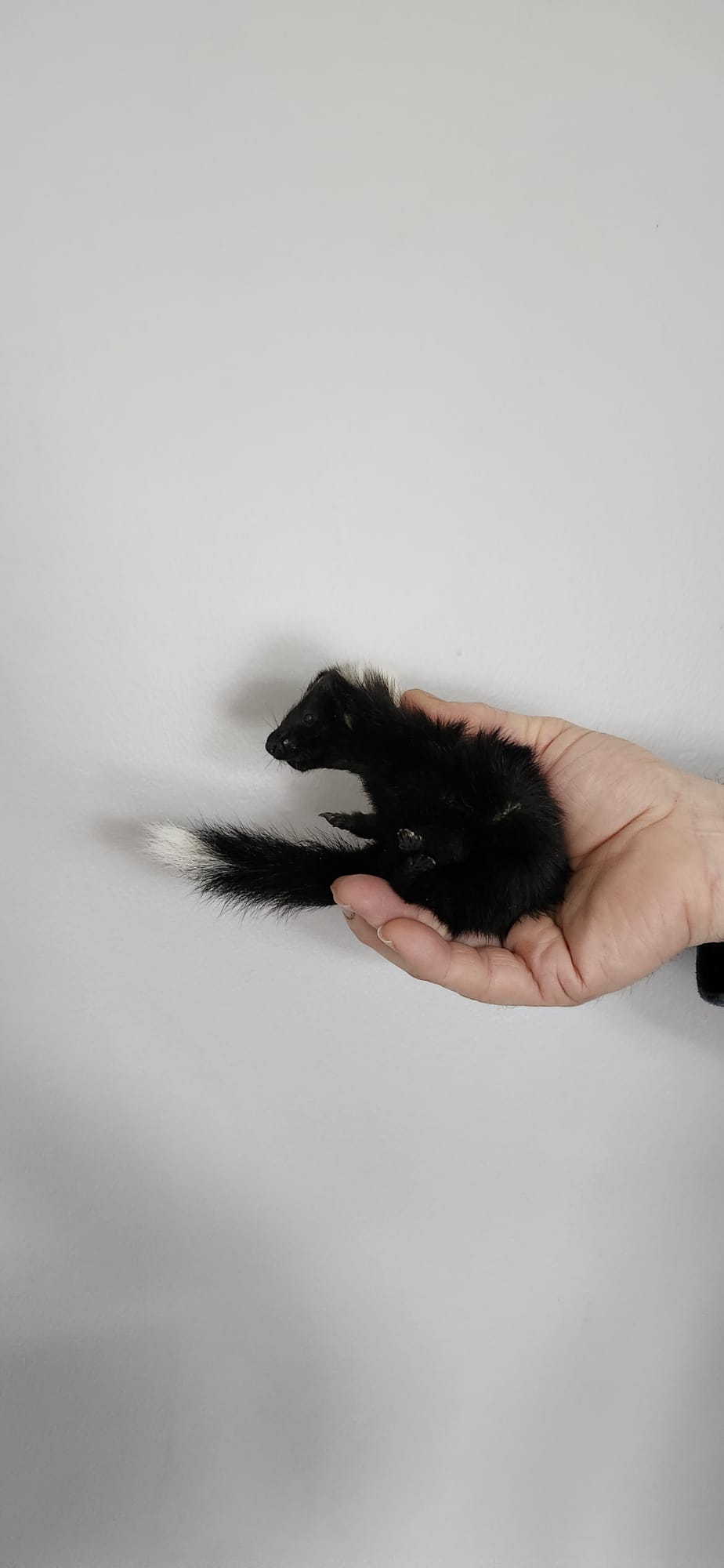 Floppy soft mount baby skunk taxidermy