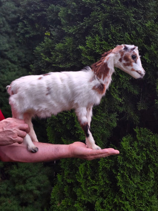 Fully posable soft mount baby goat taxidermy