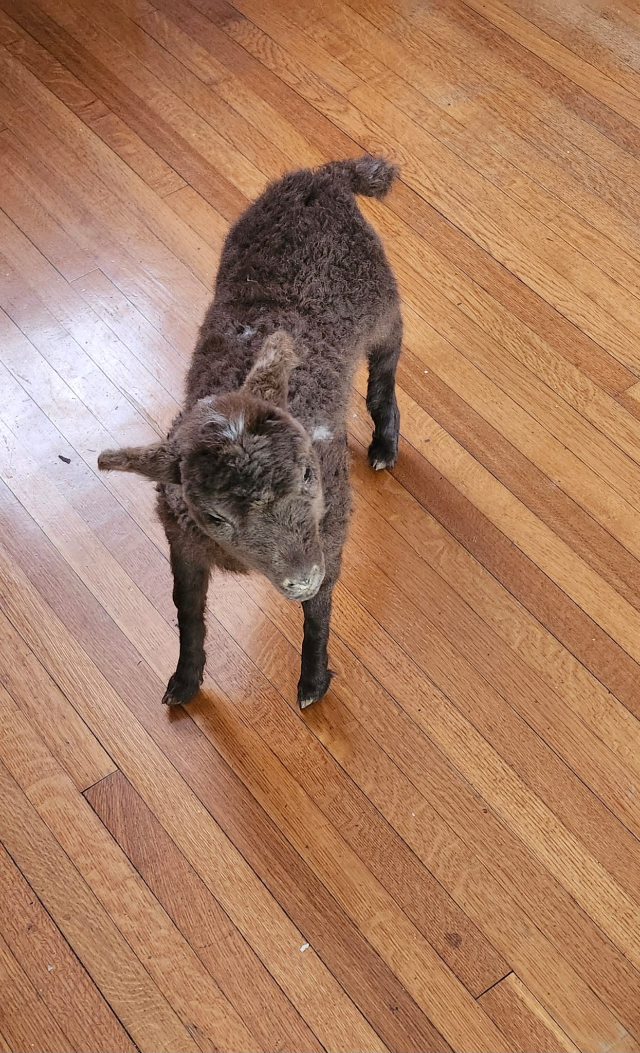 Fully posable soft mount baby lamb / goat / sheep taxidermy