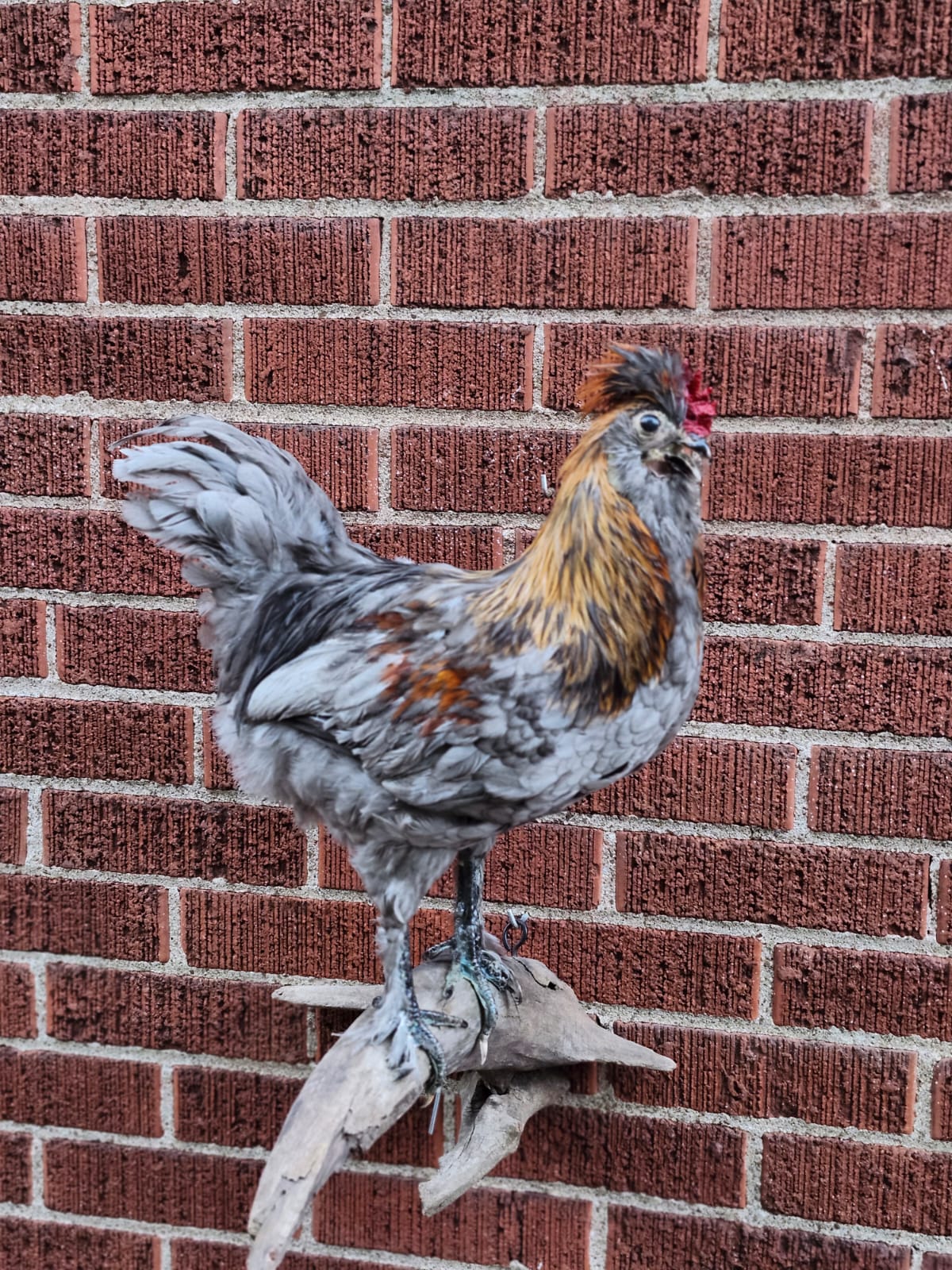 Wall mounted rooster taxidermy, chicken taxidermy