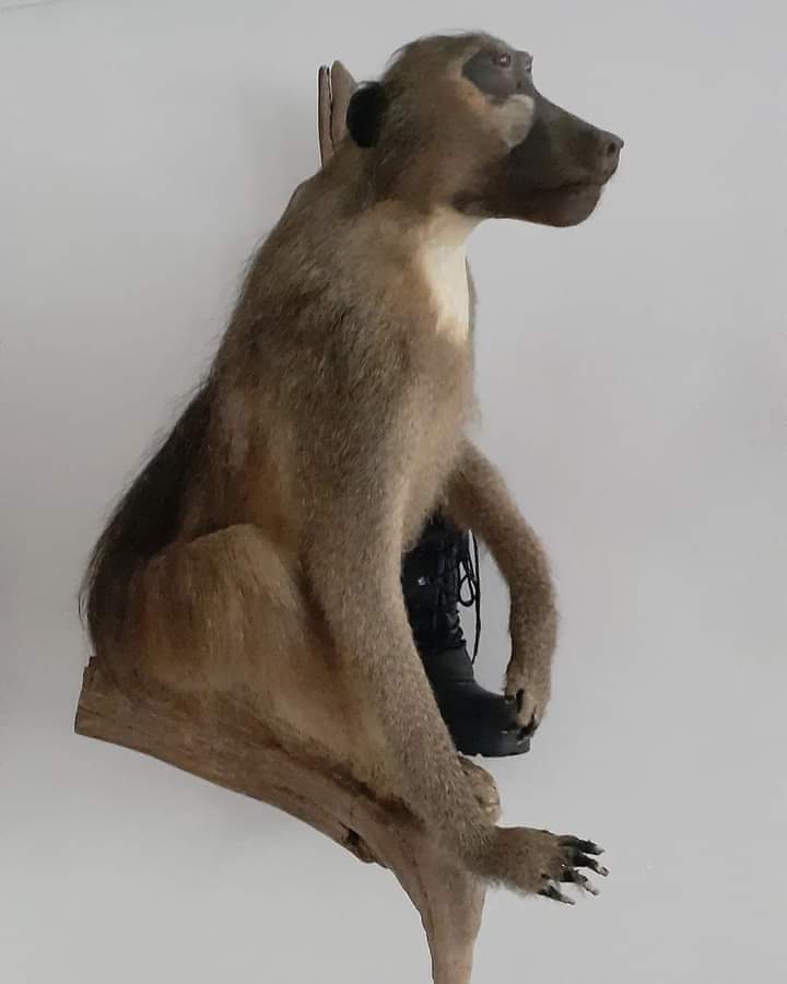 Antique Baboon taxidermy