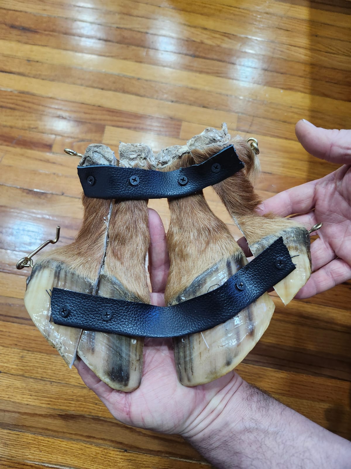 Educational horse hoof taxidermy