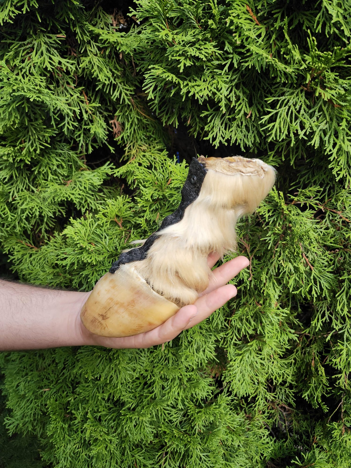 Educational horse hoof taxidermy