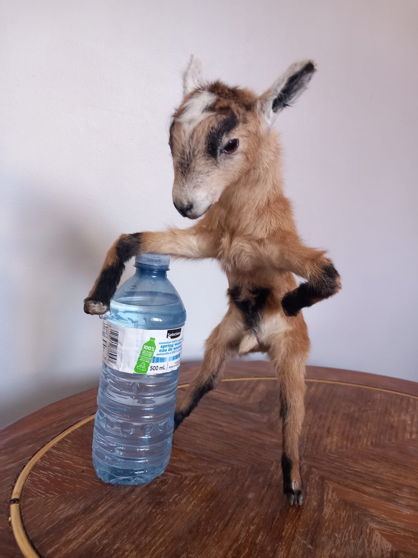 Fully Posable soft mount baby goat taxidermy