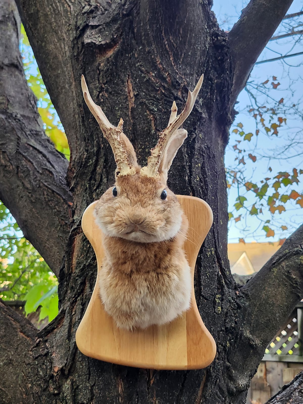 Shoulder mount brown jackalope taxidermy