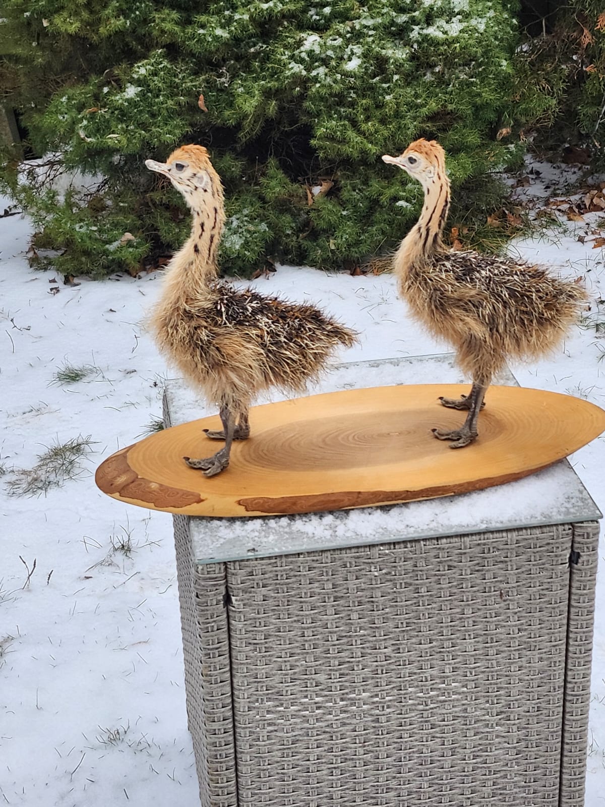 Two baby ostrichs taxidermy