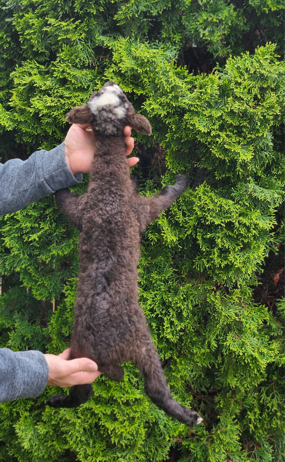 Floppy soft mount baby lamb taxidermy,  goat, sheep