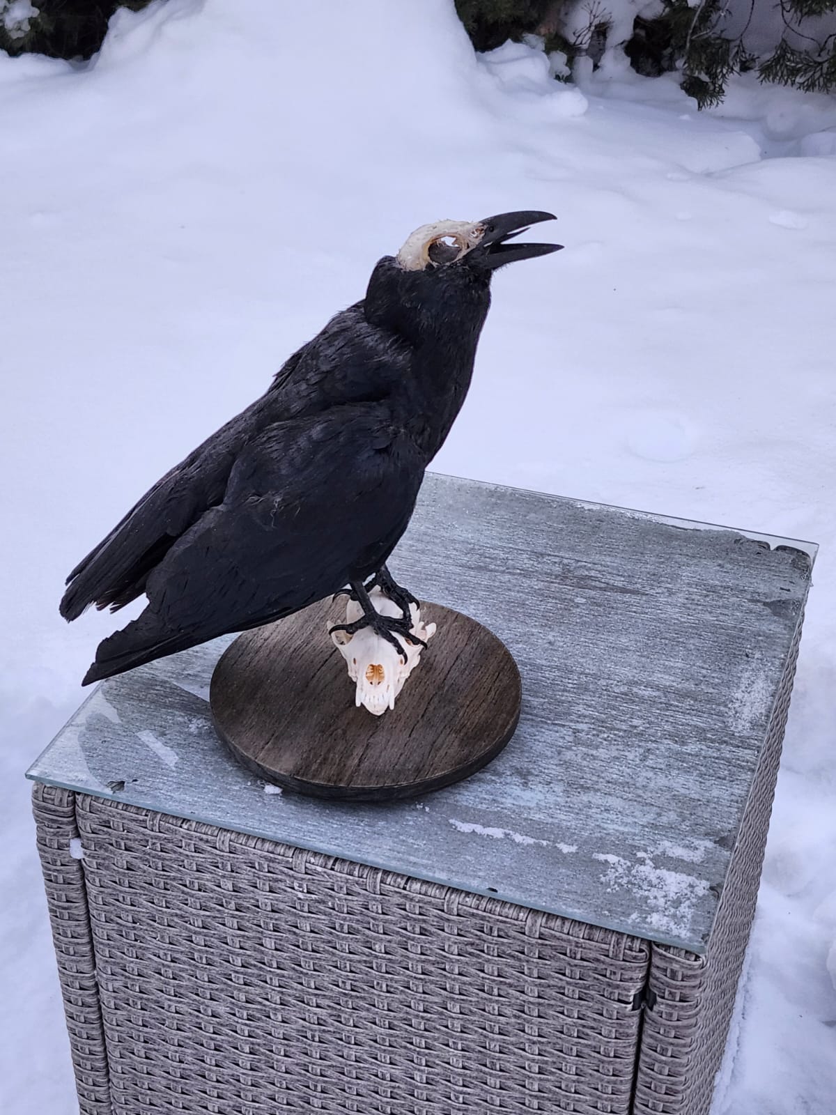 Standing carrion crow taxidermy on a fox skull