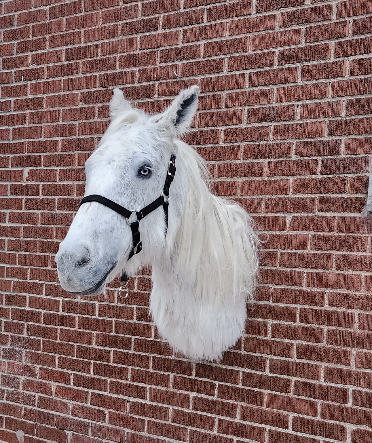 White shoulder mount horse taxidermy