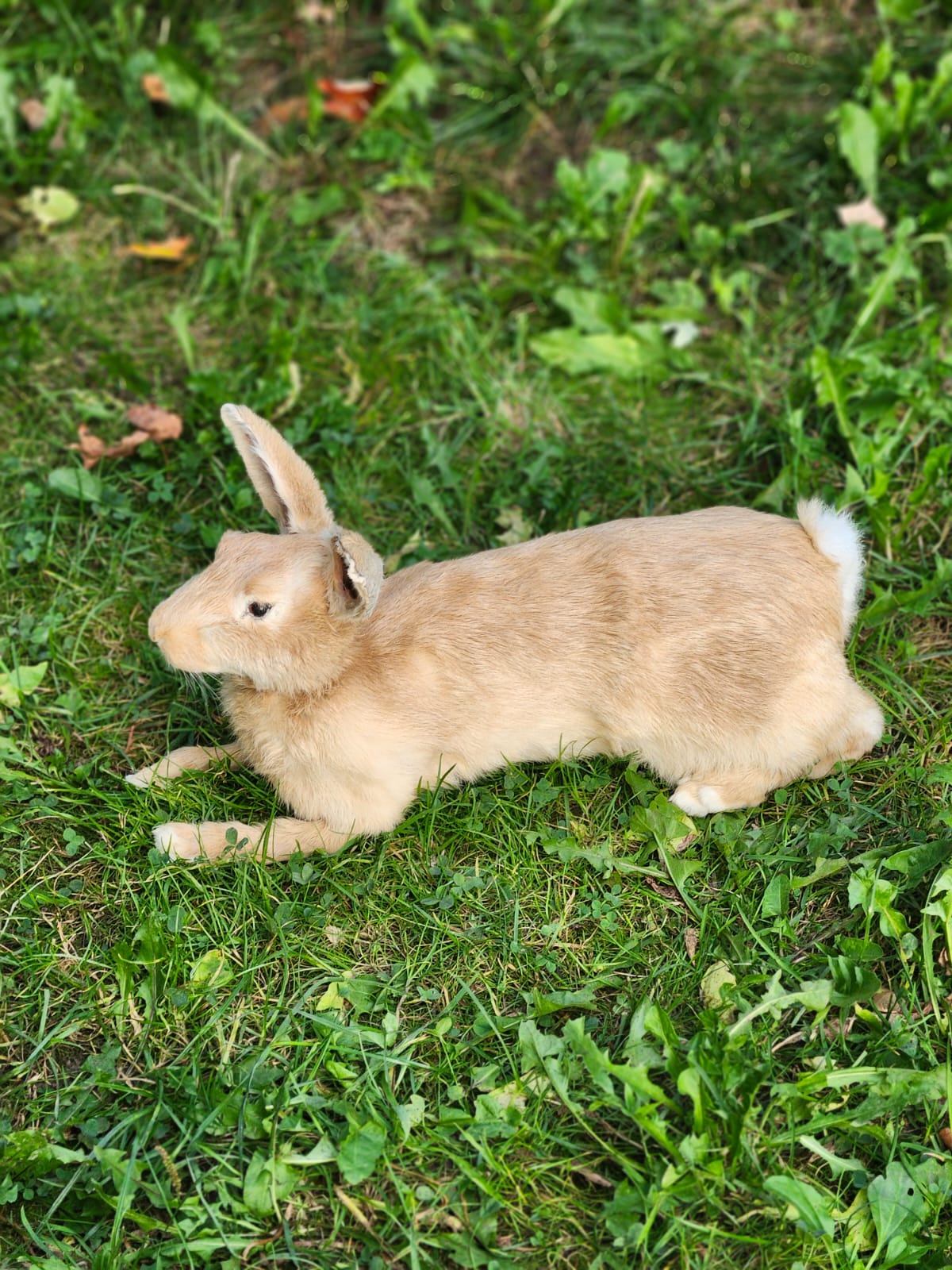 Fully posable soft mount brown orang rabbit taxidermy