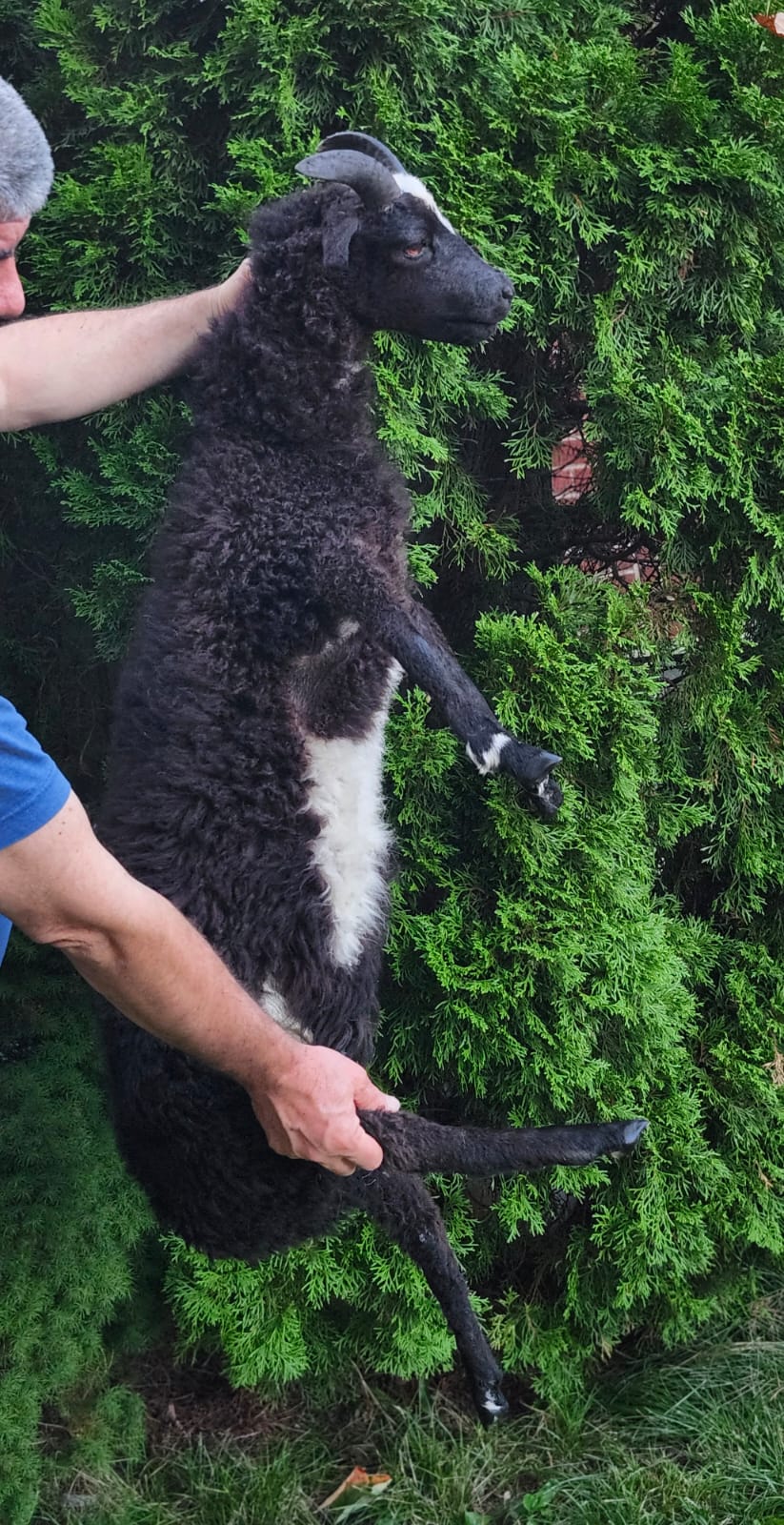 Black soft mount sheep taxidermy with horns