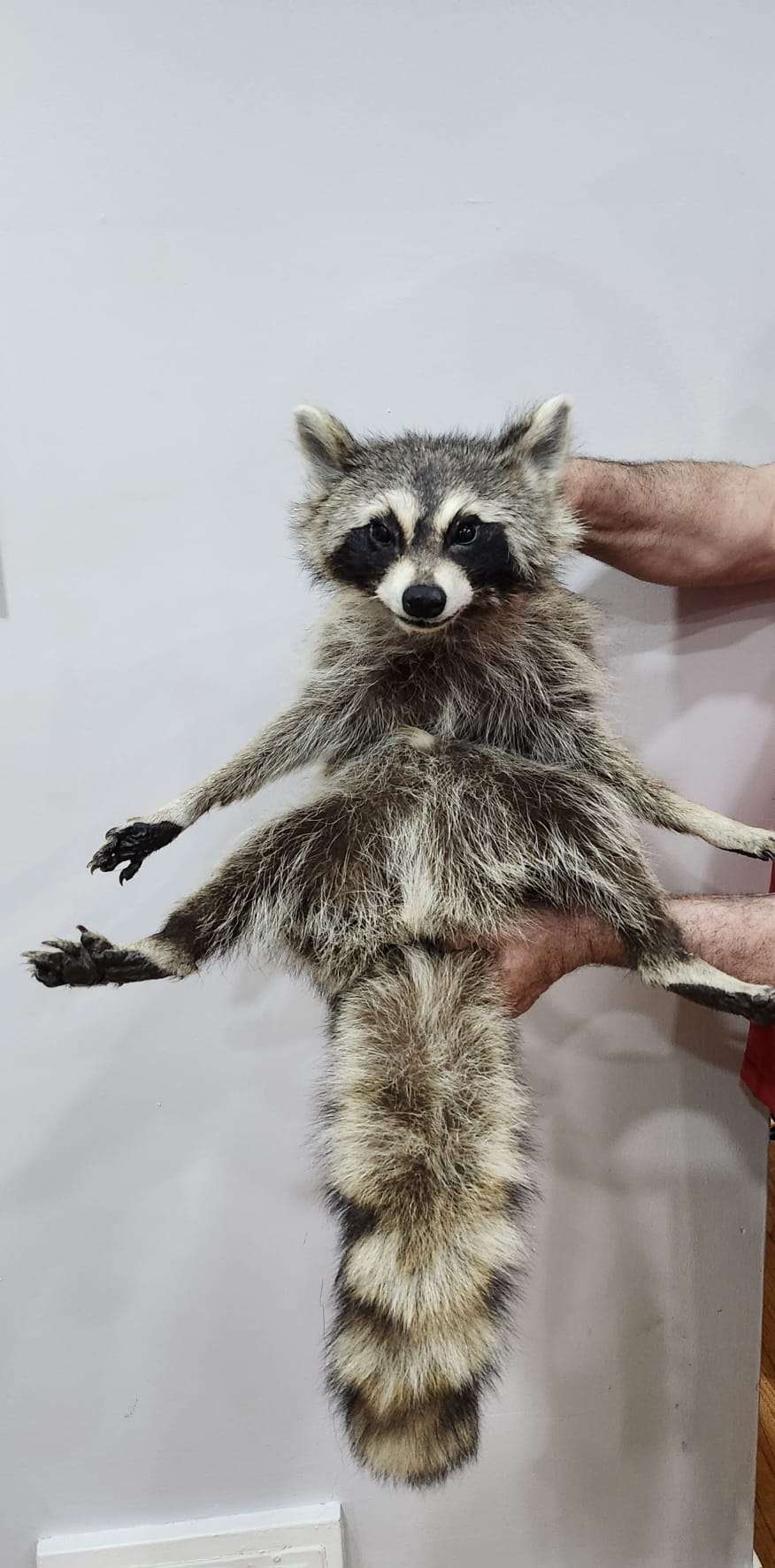 XXL floppy soft mount raccoon taxidermy