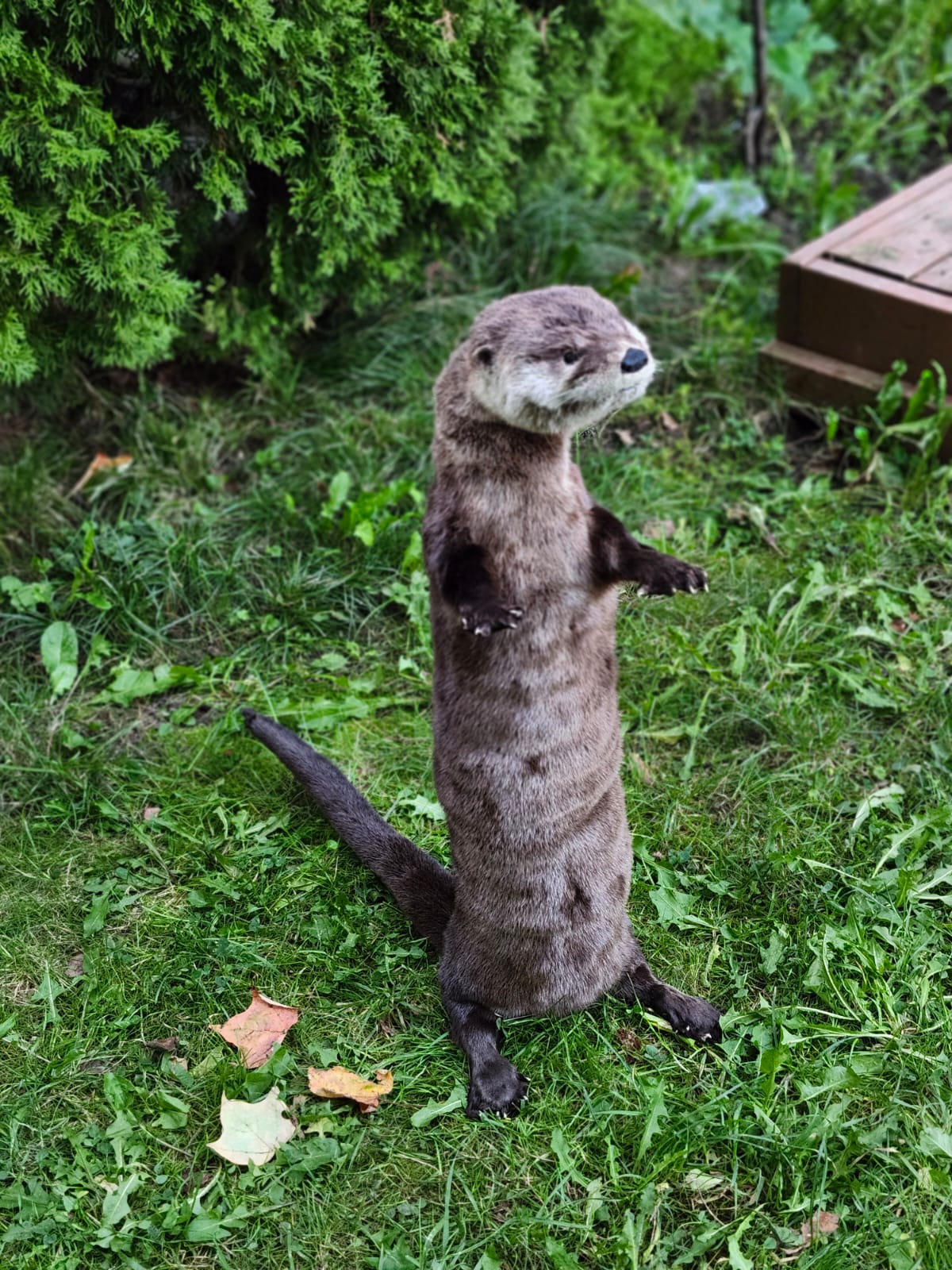 Fully Posable soft mount river otter taxidermy