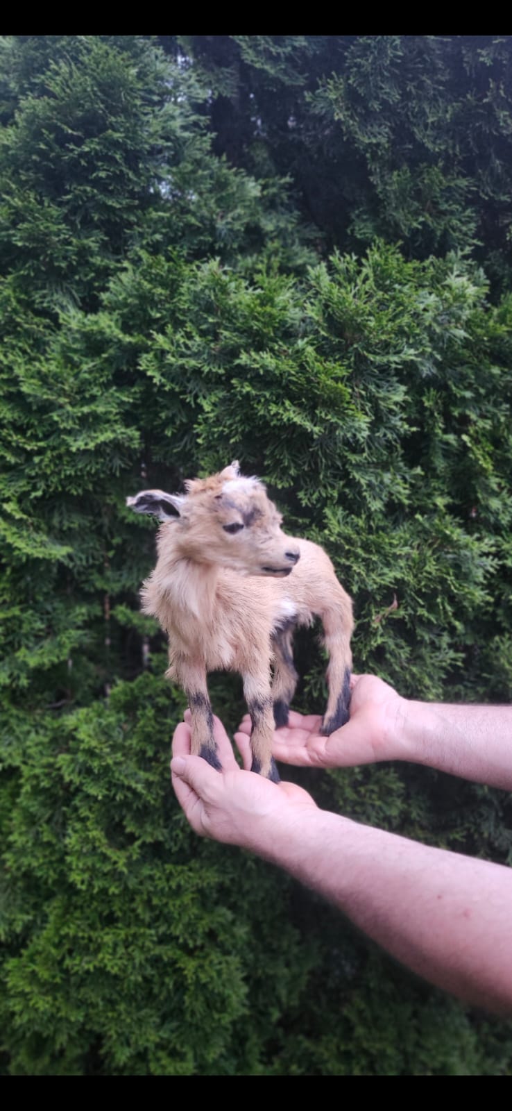 Fully Posable soft mount baby goat, lamb, sheep taxidermy
