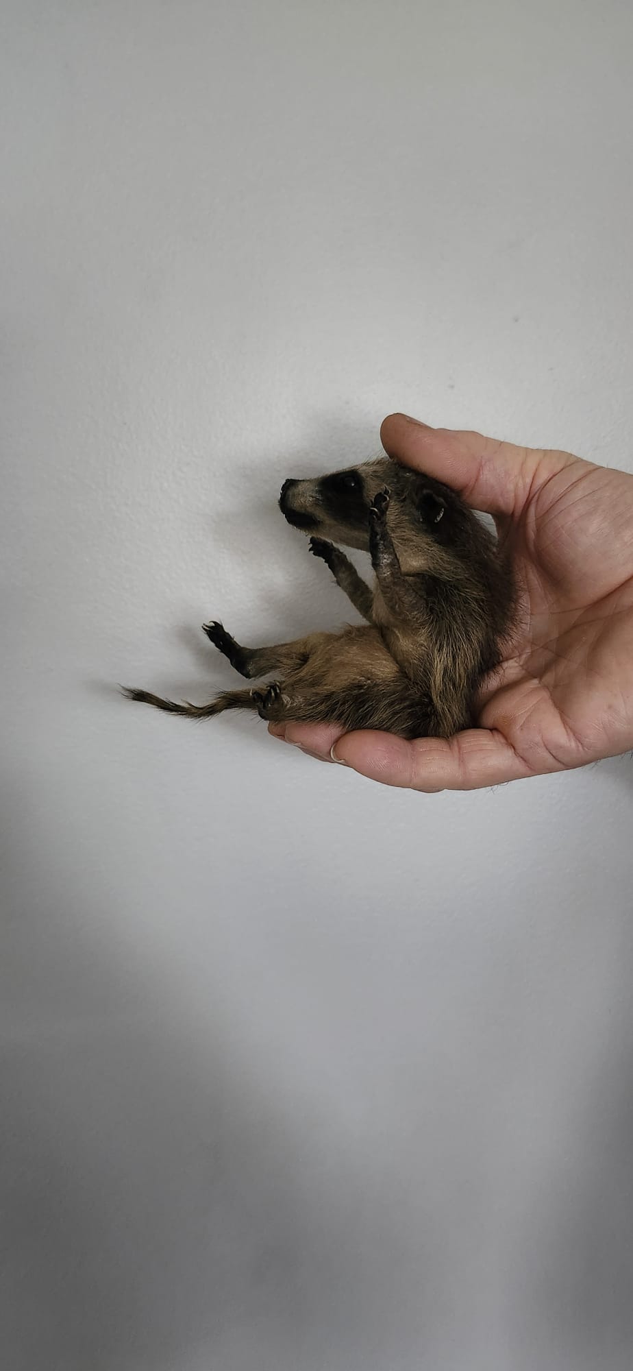 Soft mount baby raccoon taxidermy