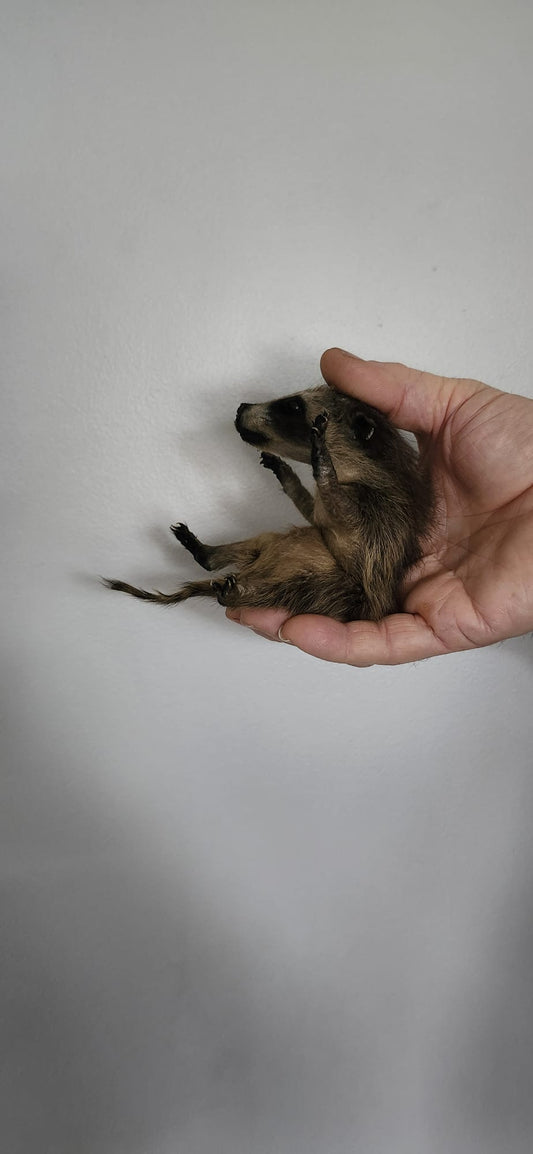 Soft mount baby raccoon taxidermy
