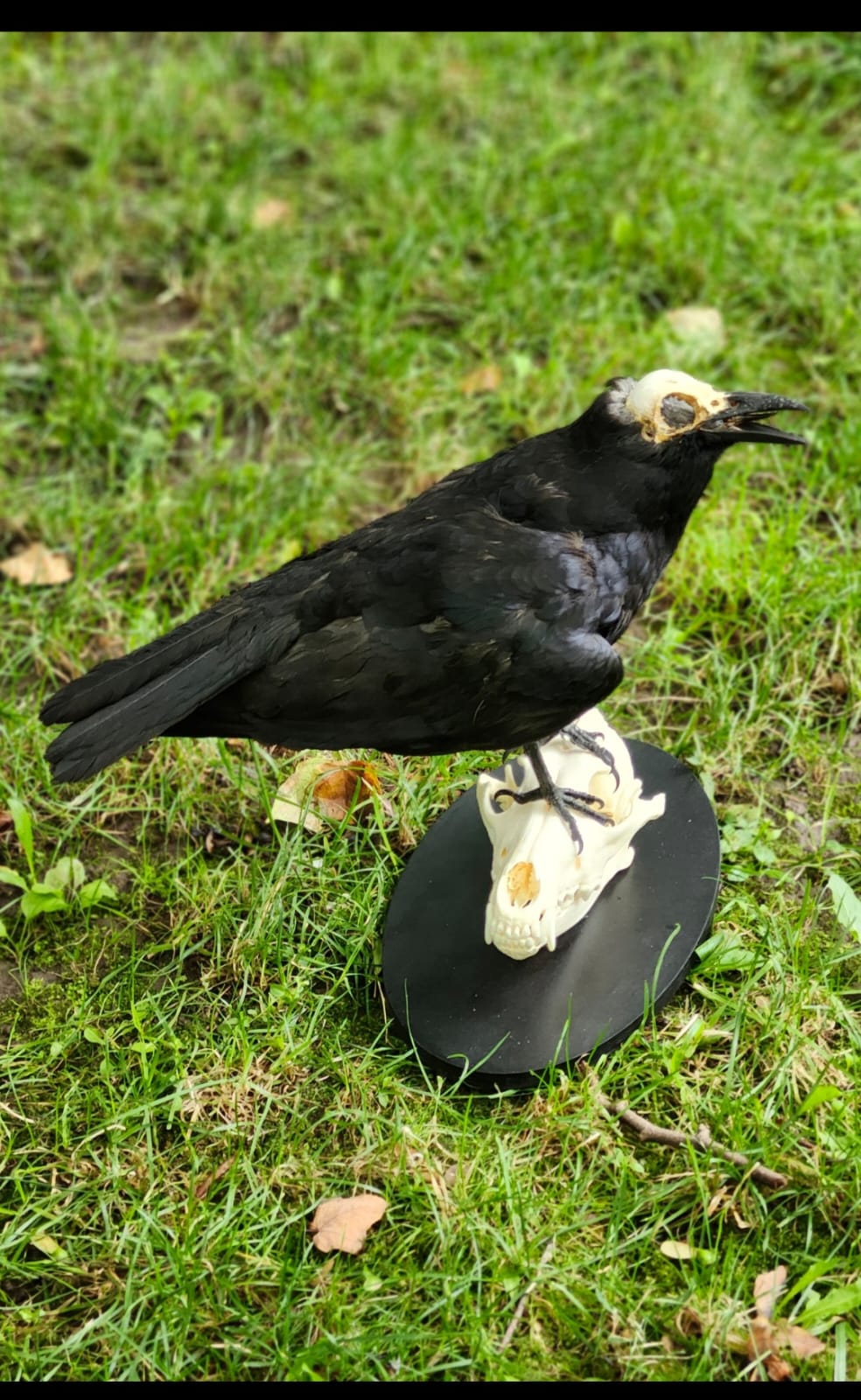 Carrion Crow taxidermy with skull exposed standing on a coyote skull