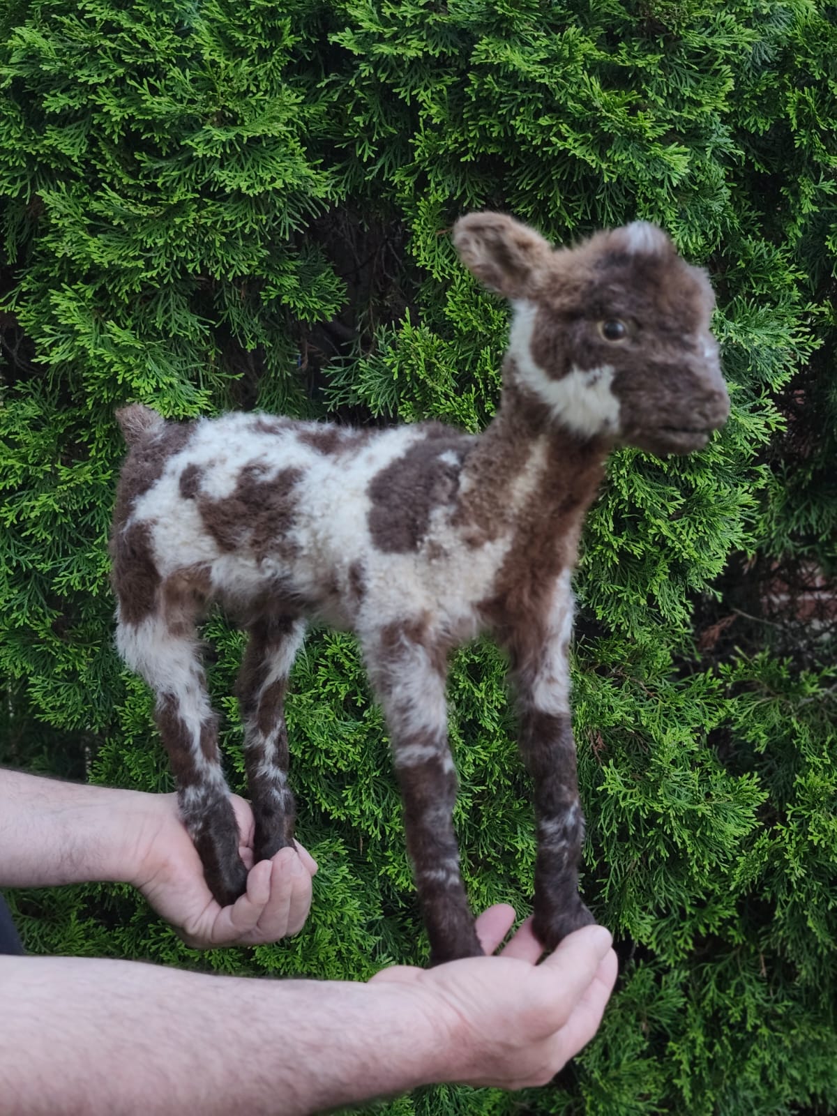 Fully Posable soft mount baby lamb taxidermy, goat, ram, sheep