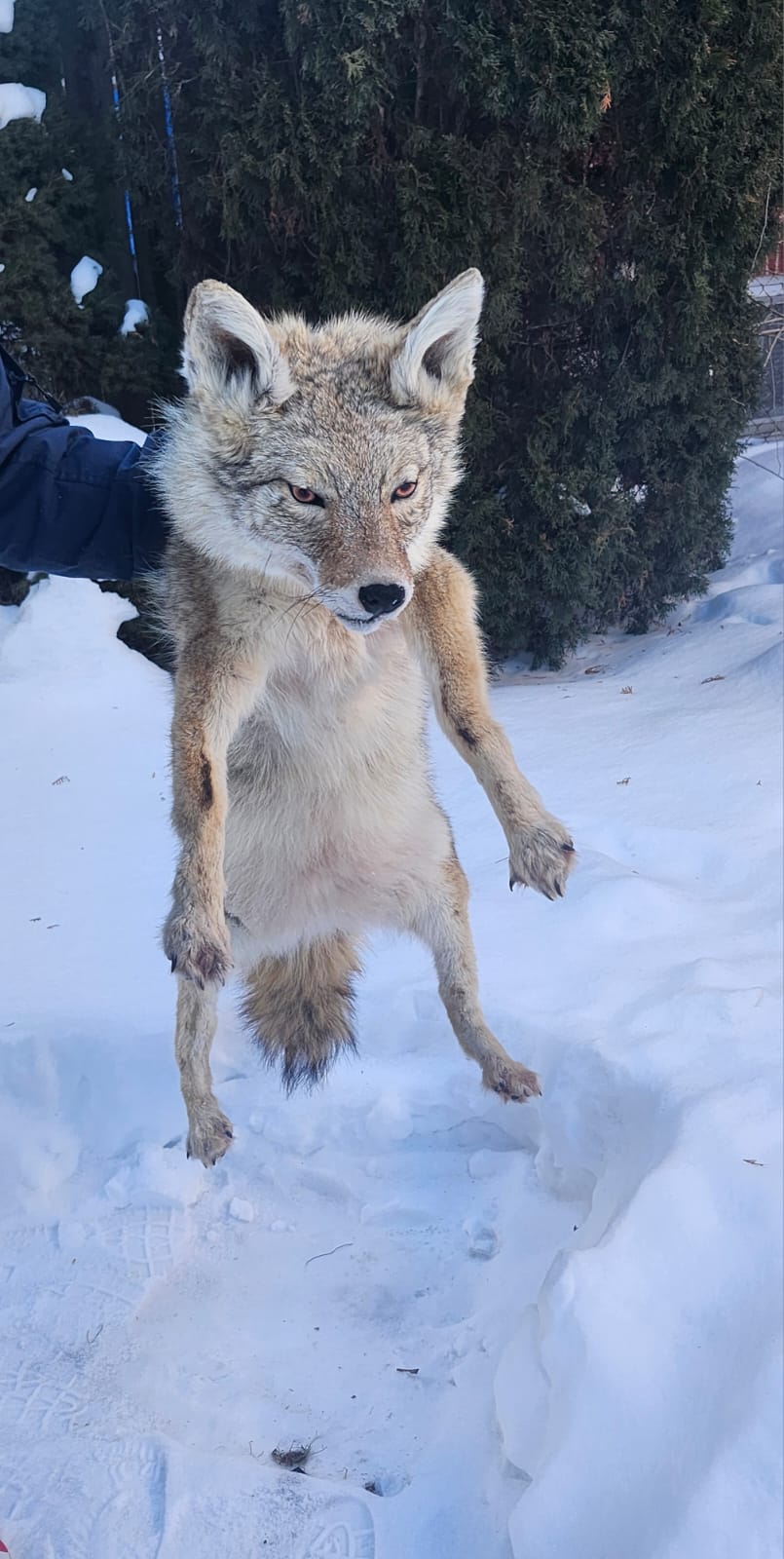Pose-able soft mount coyote taxidermy