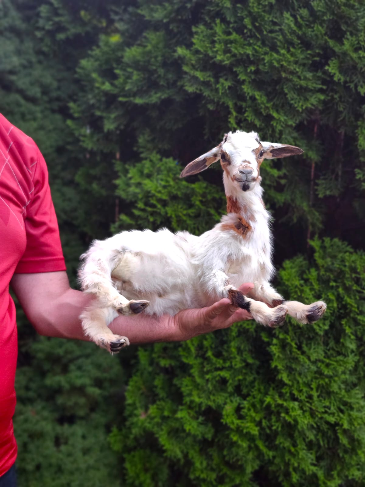 Fully posable soft mount baby goat taxidermy