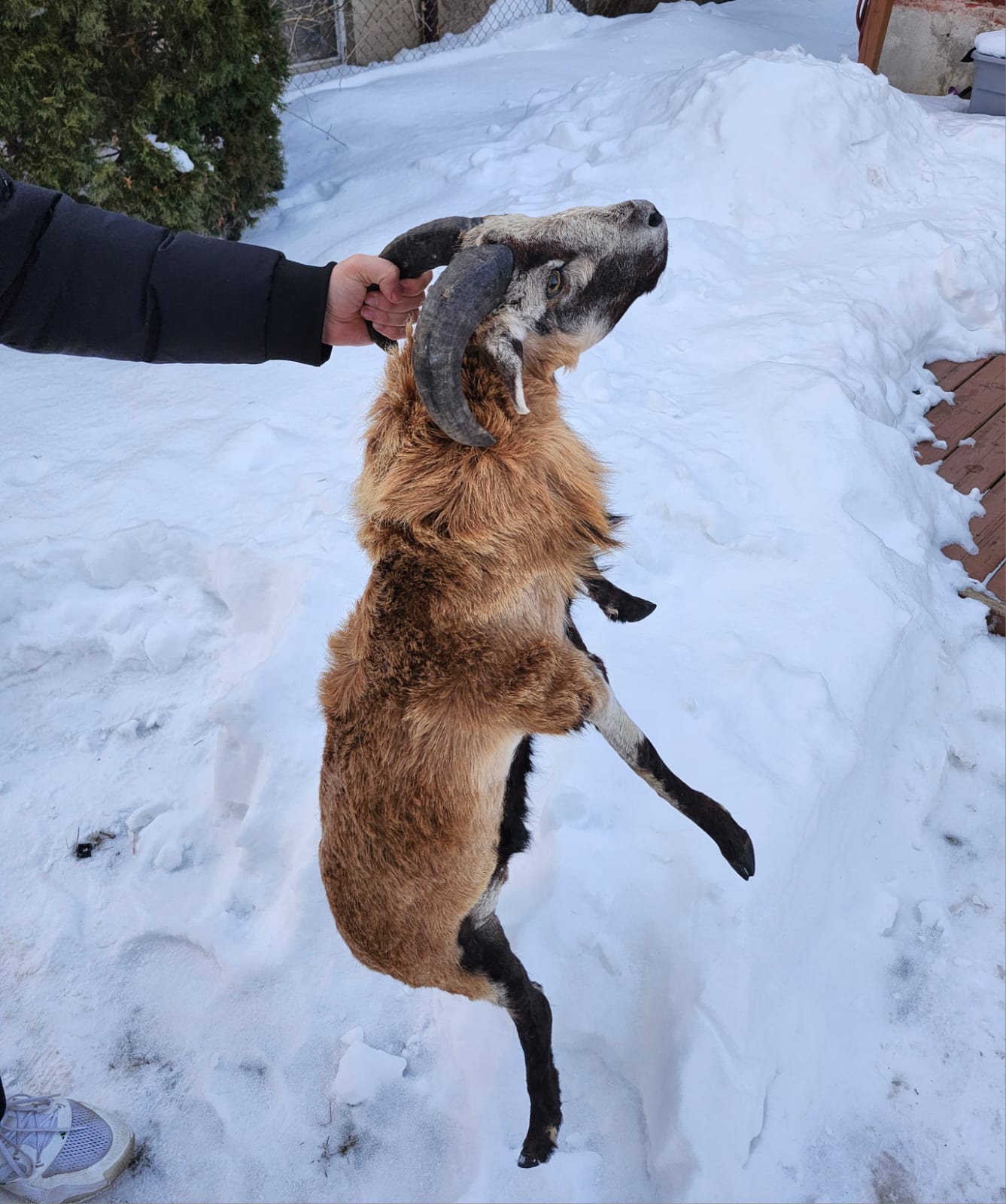 Soft mount blackbelly sheep taxidermy