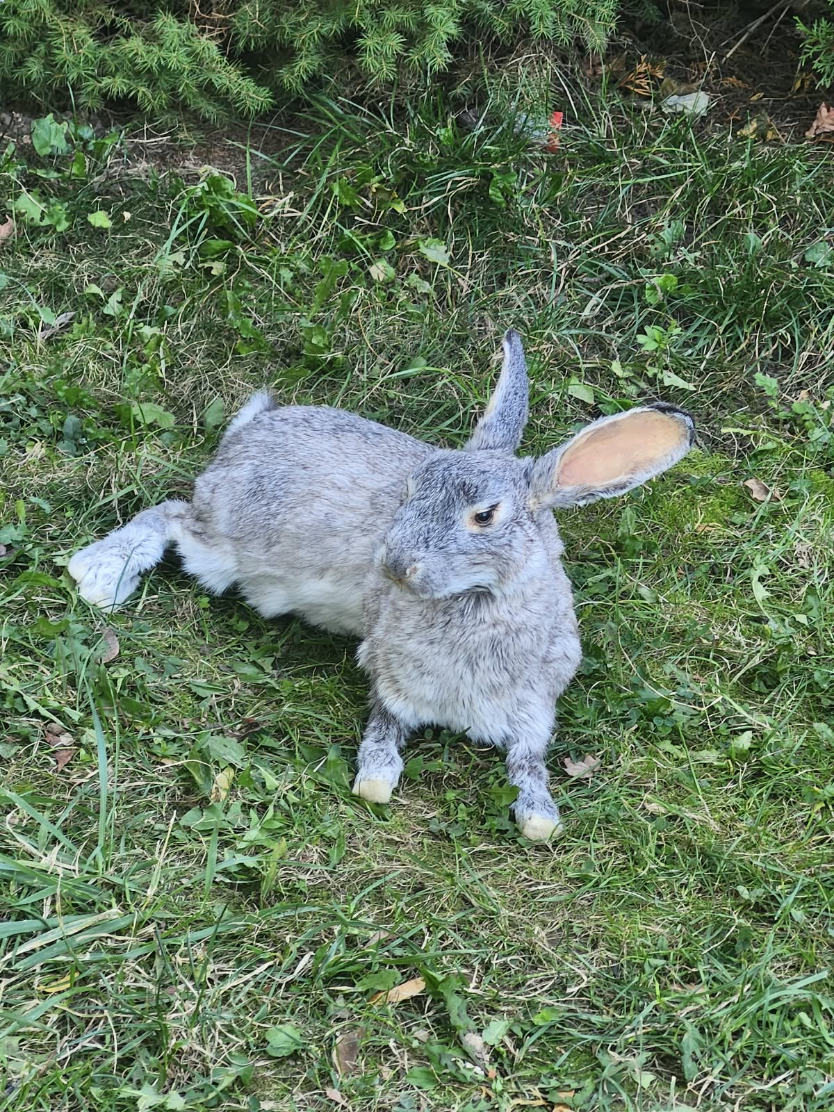 Fully Posable soft mount gray rabbit taxidermy
