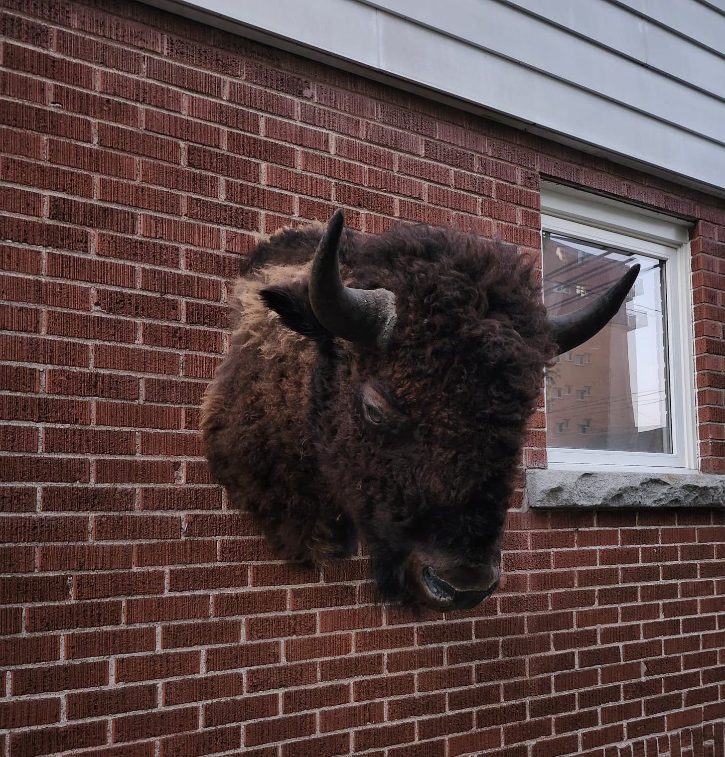 Shoulder mount bison/buffalo taxidermy