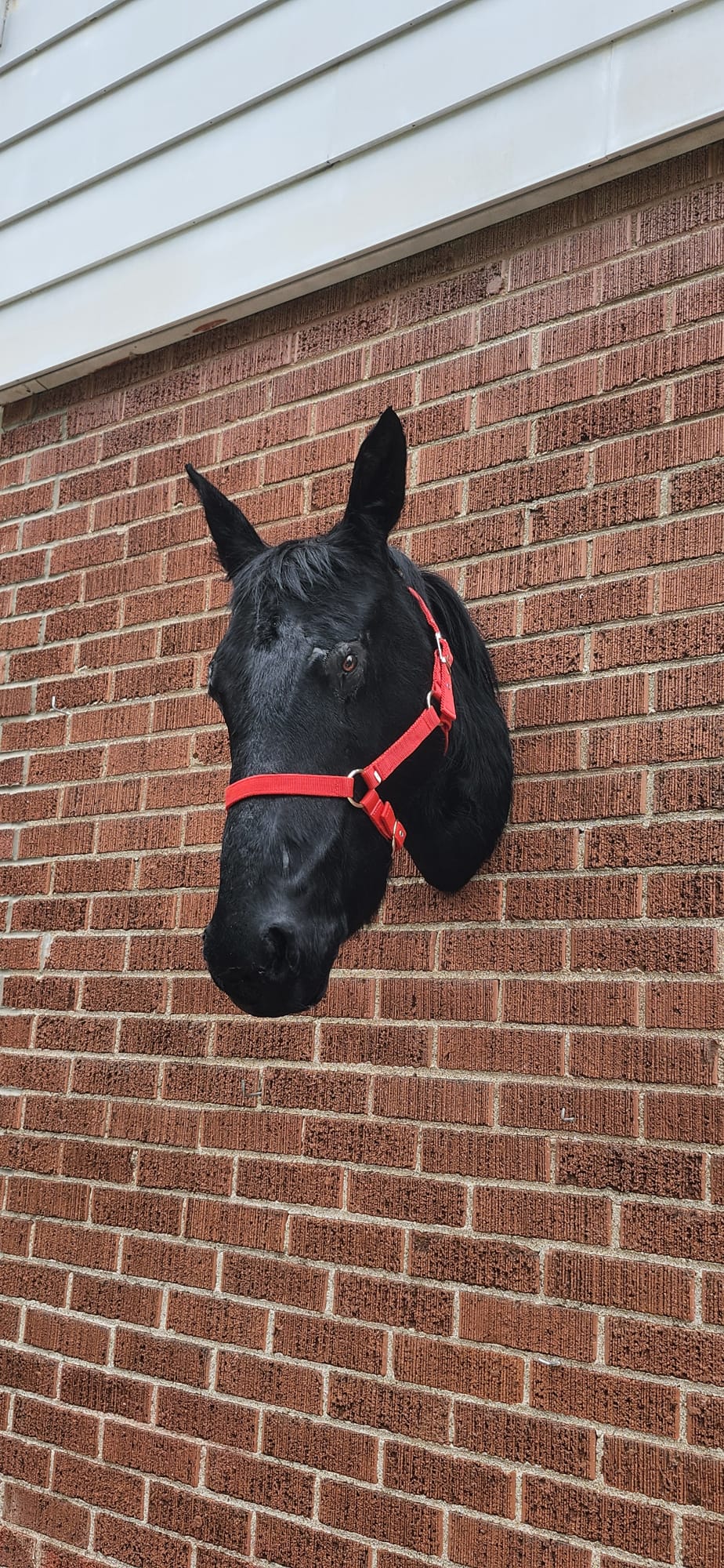 Black horse head taxidermy with replica horn, black unicorn
