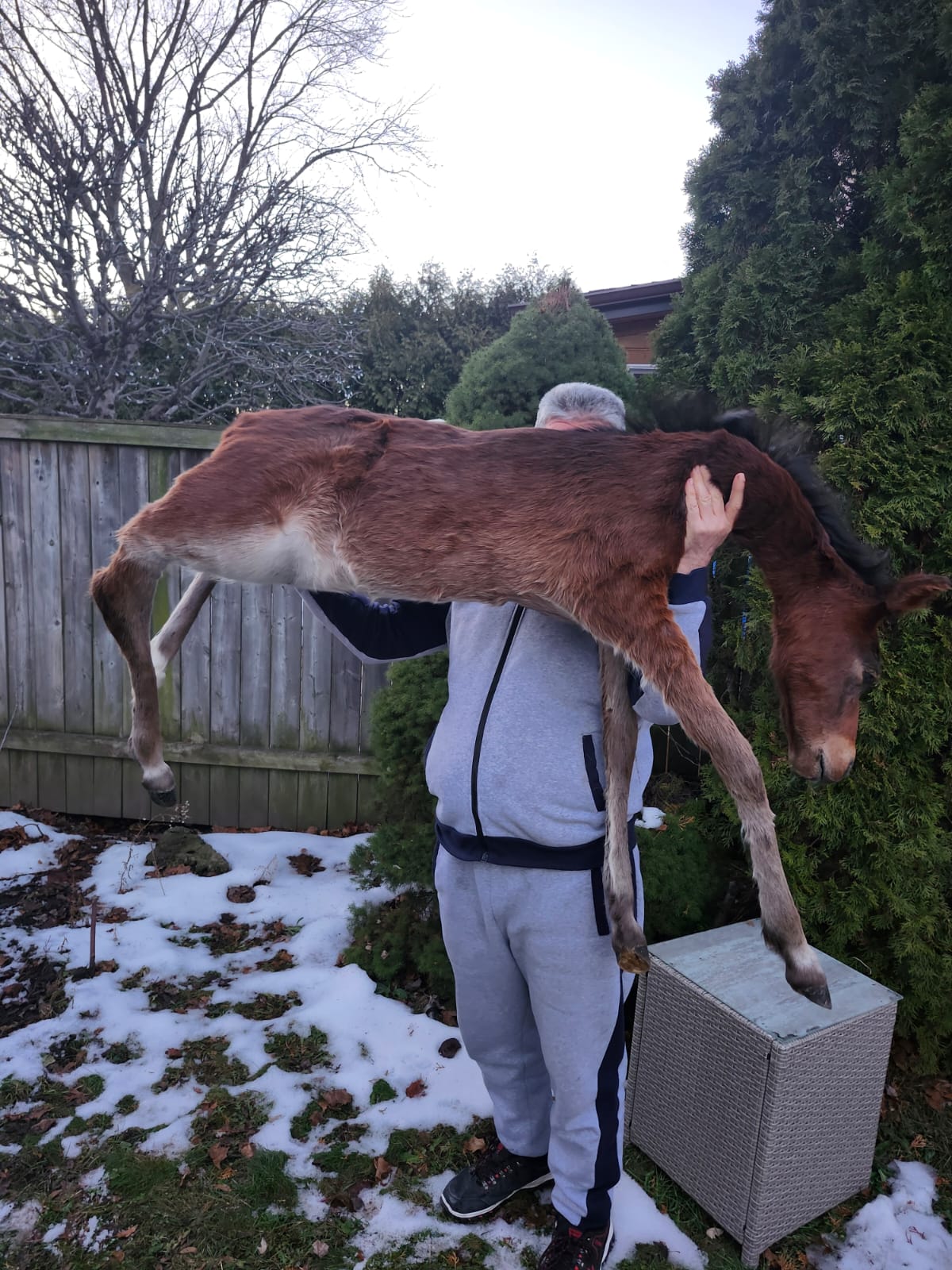Soft mount brown horse taxidermy, pony taxidermy