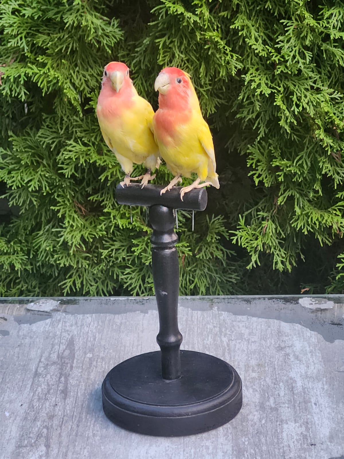 A pair of rosy faced lovebirds taxidermy