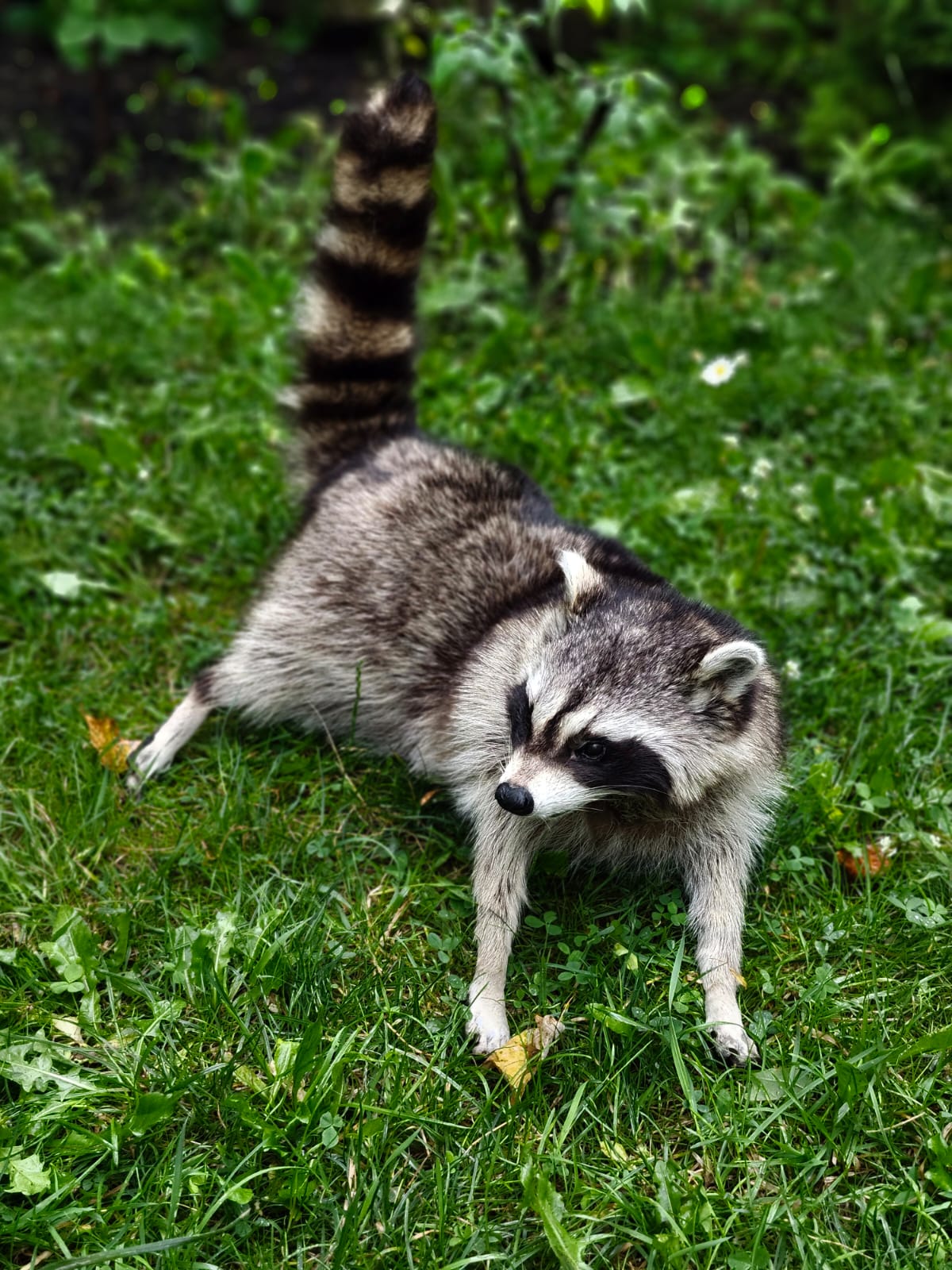 Fully Posable large soft mount raccoon taxidermy