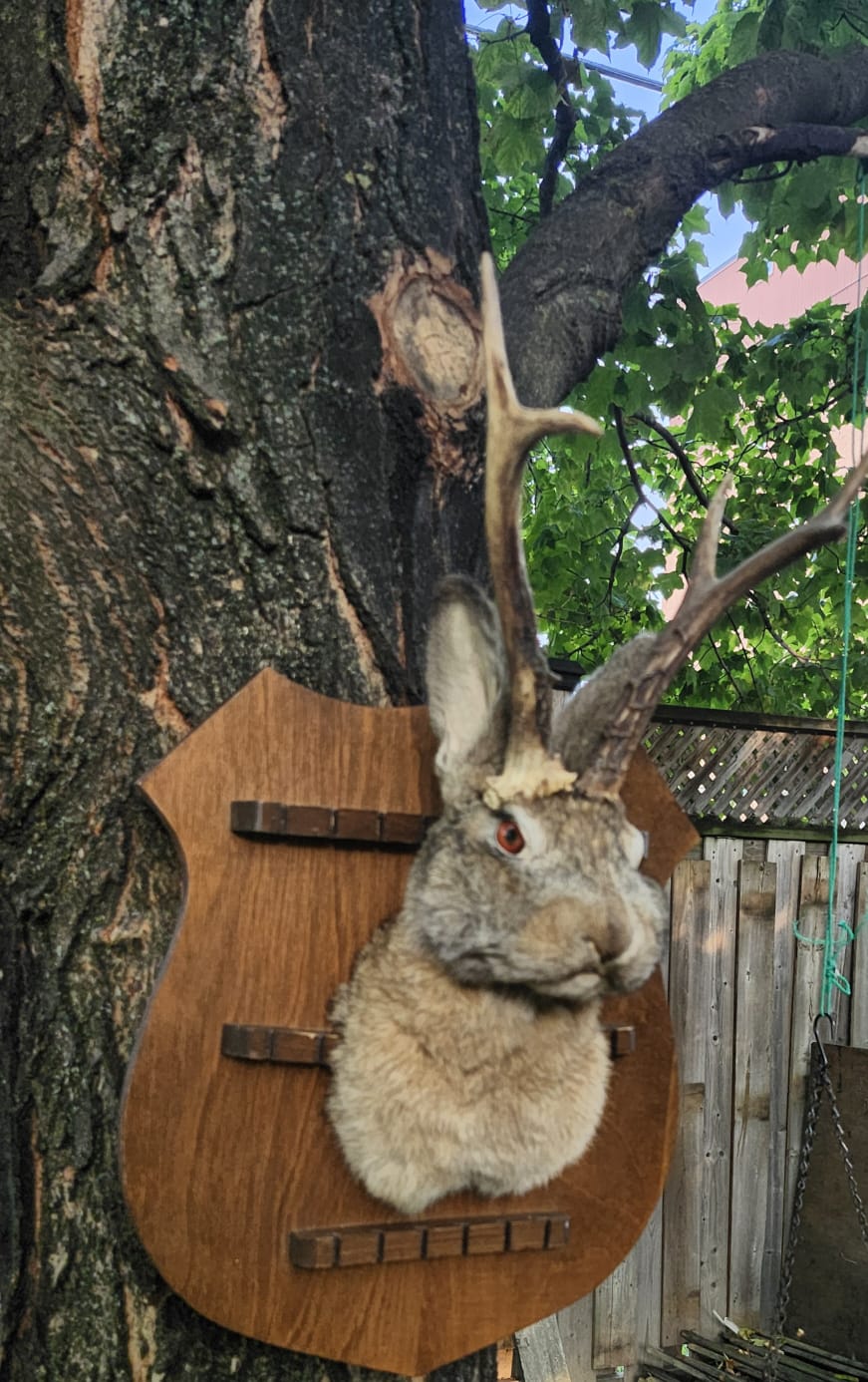 Shoulder mount brown jackalope taxidermy