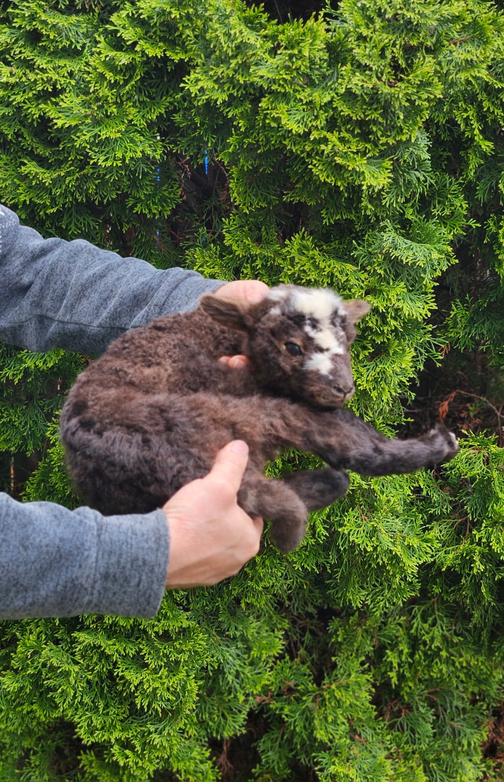 Floppy soft mount baby lamb taxidermy,  goat, sheep