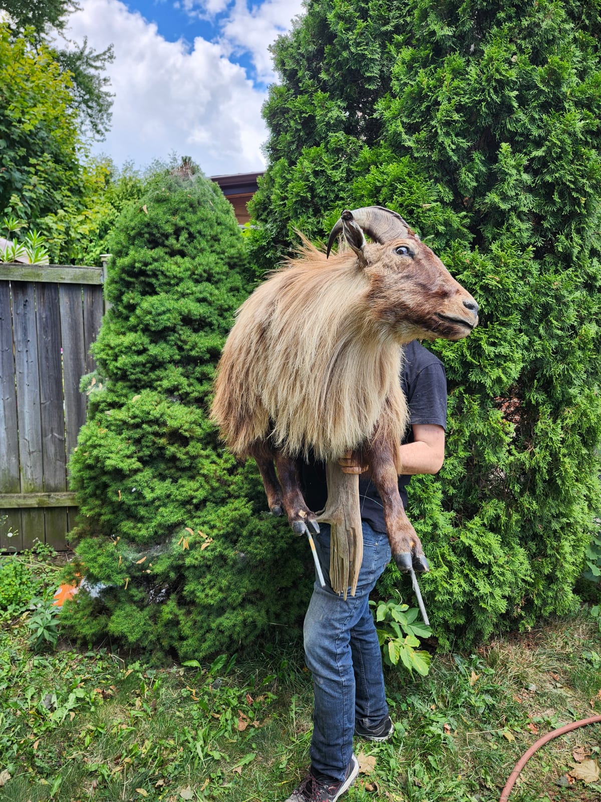 Wall mounted full body goat