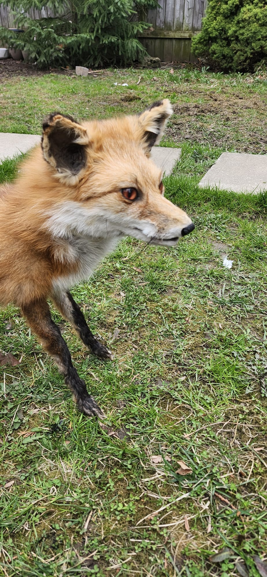 Posable soft mount fox taxidermy