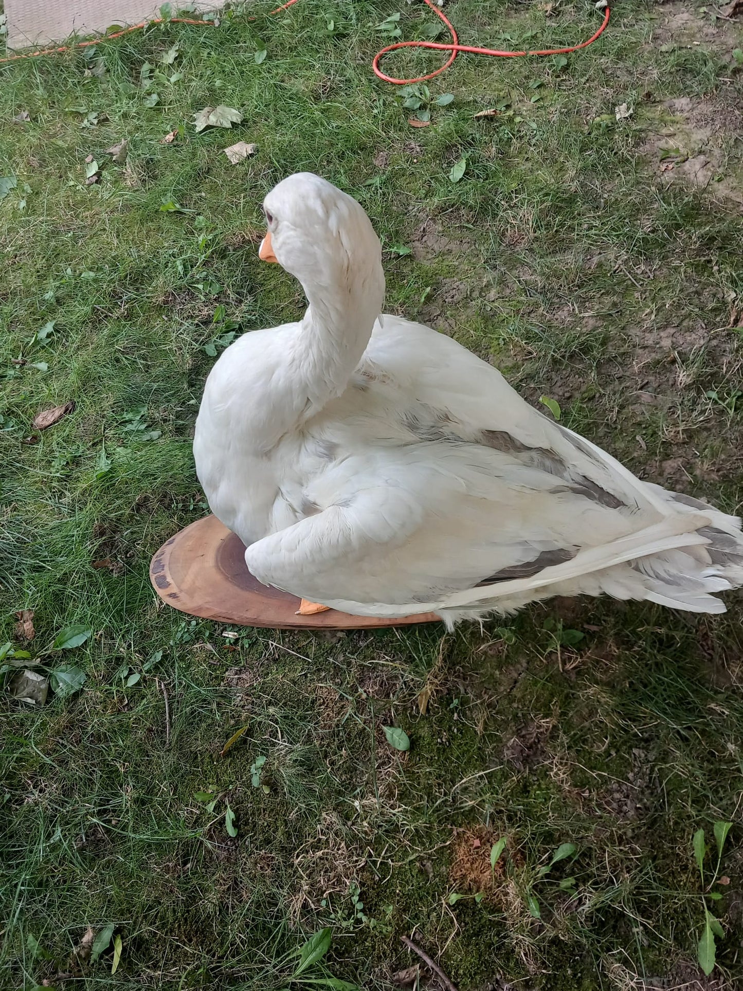 White goose taxidermy
