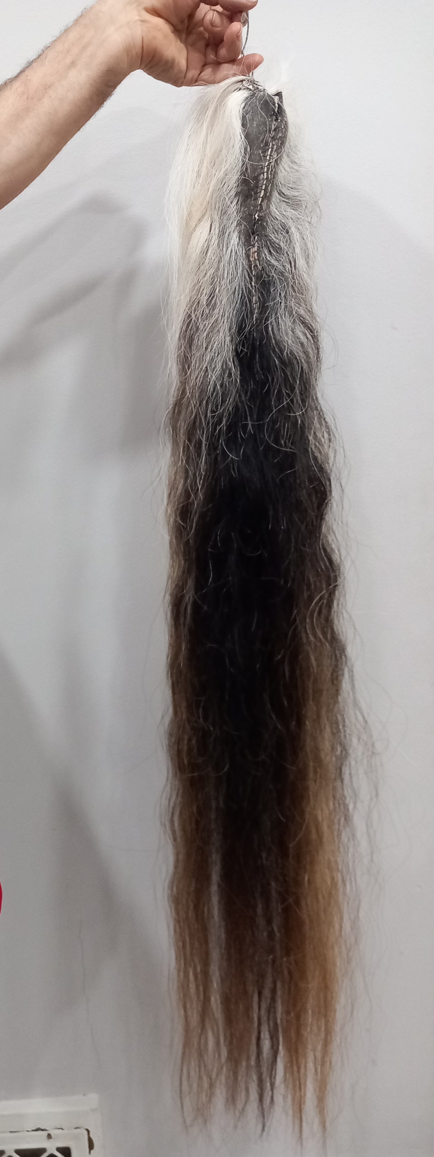 Horse tail taxidermy