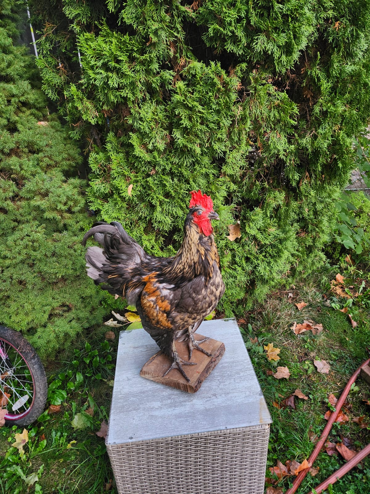 Standing colorful rooster taxidermy, chicken taxidermy