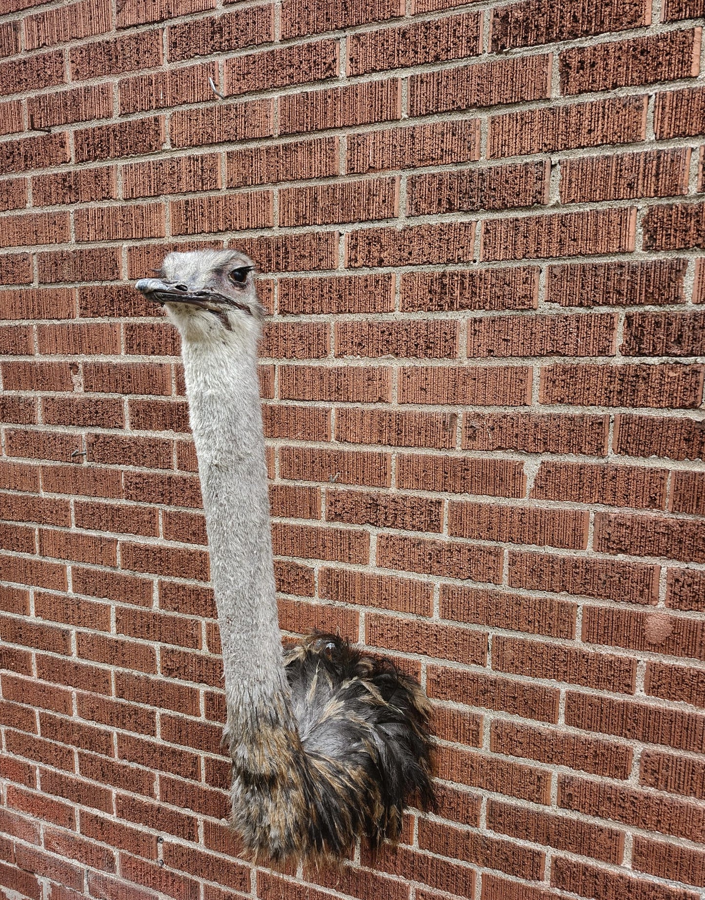 Ostrich taxidermy