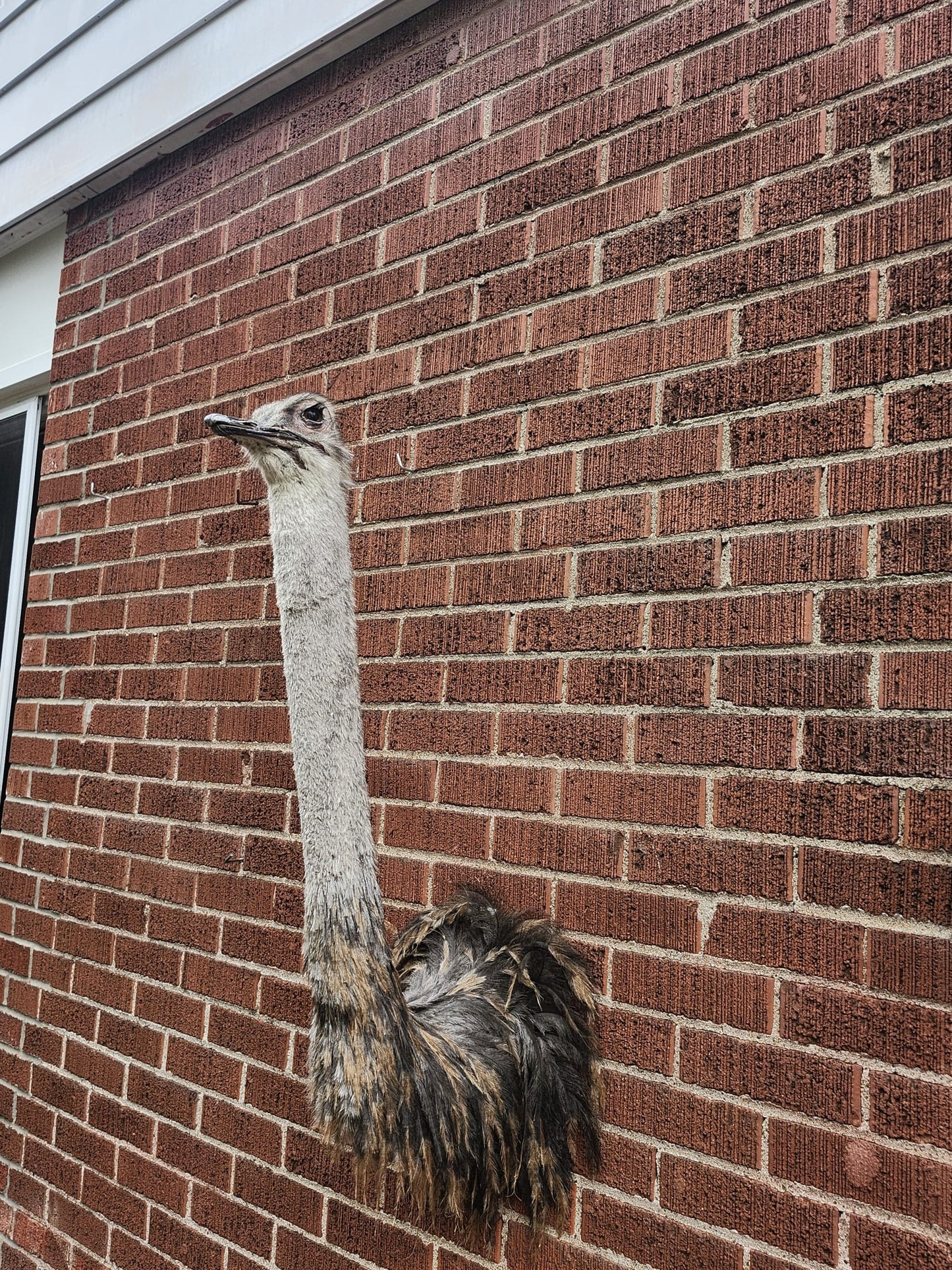 Ostrich taxidermy