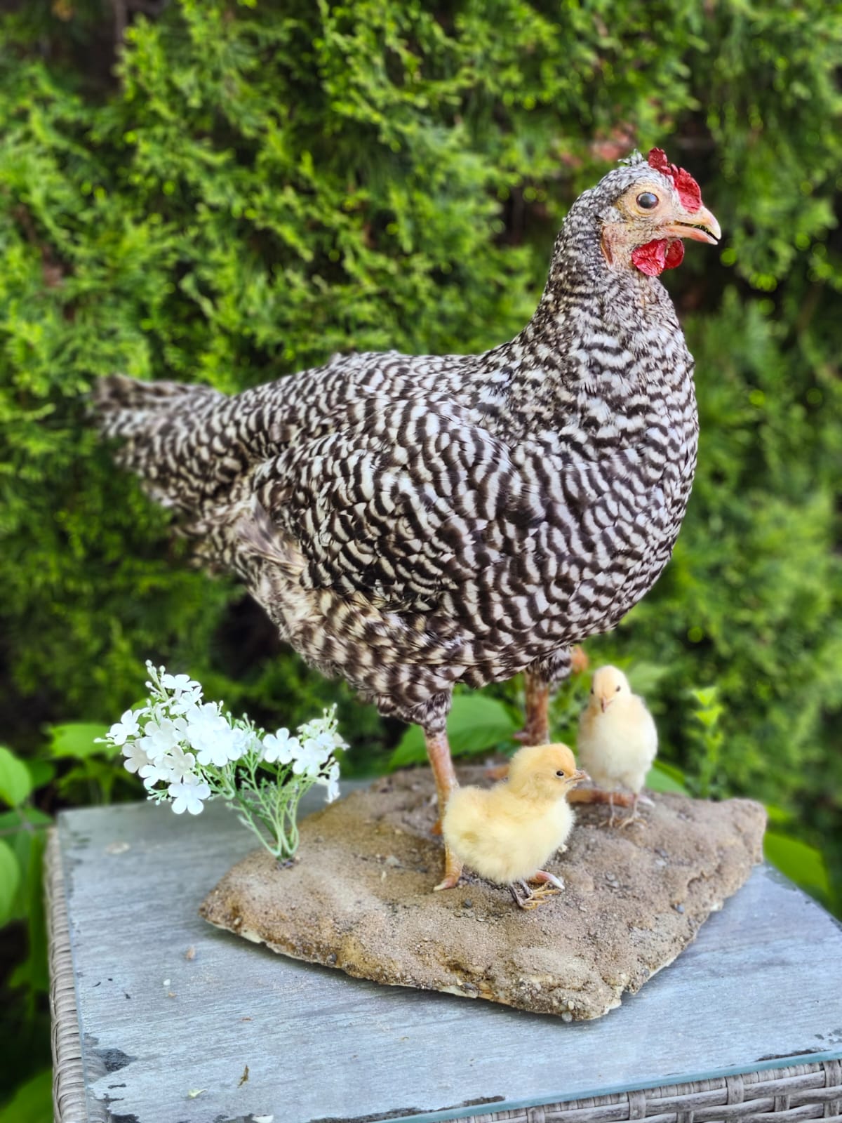 Standing chicken taxidermy with two chicks, rooster, hen