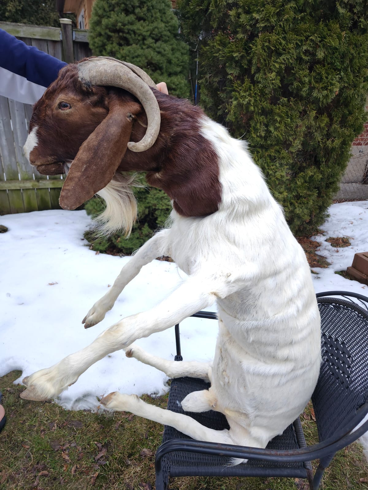 Soft mount very large goat taxidermy
