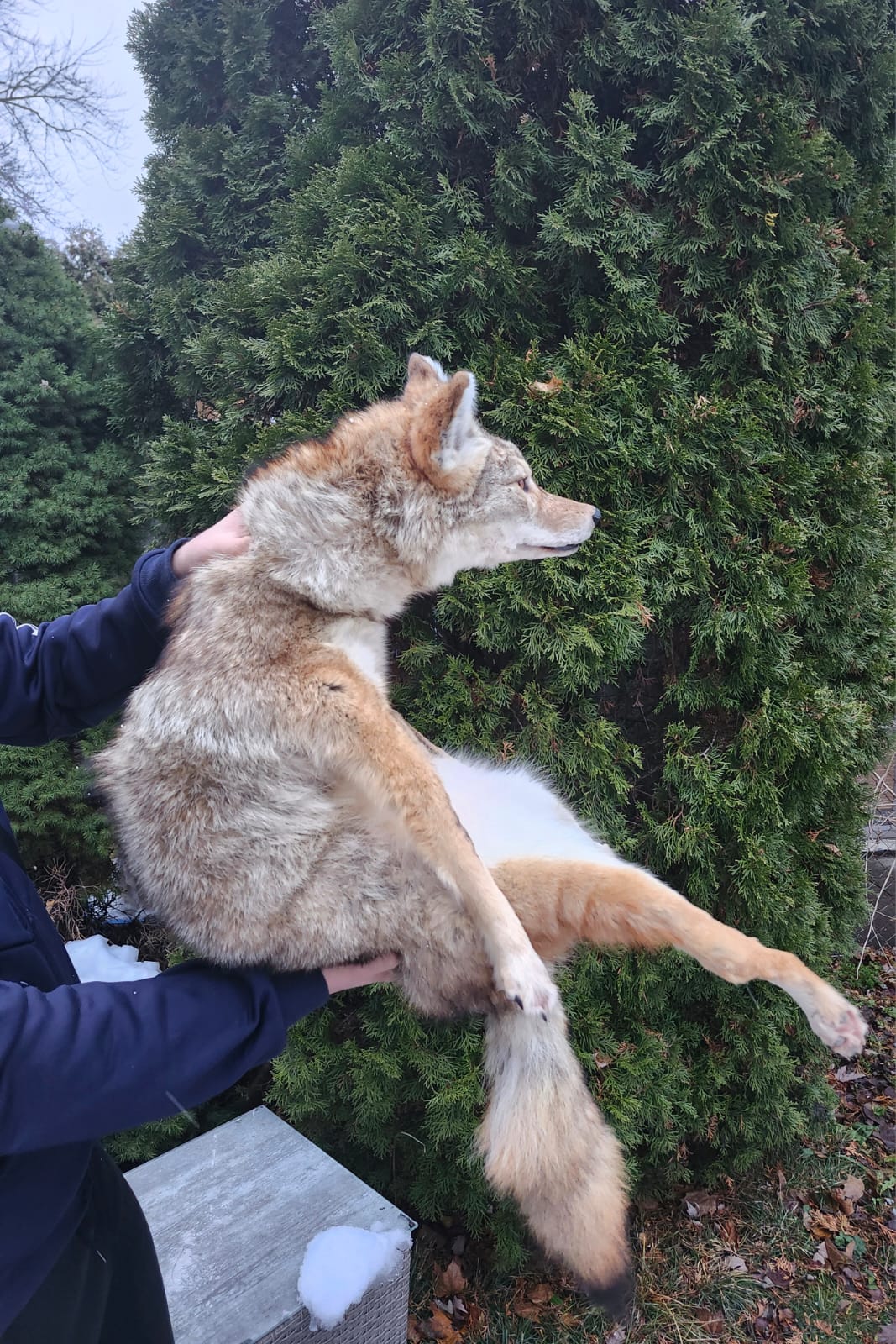 Soft mount coyote taxidermy